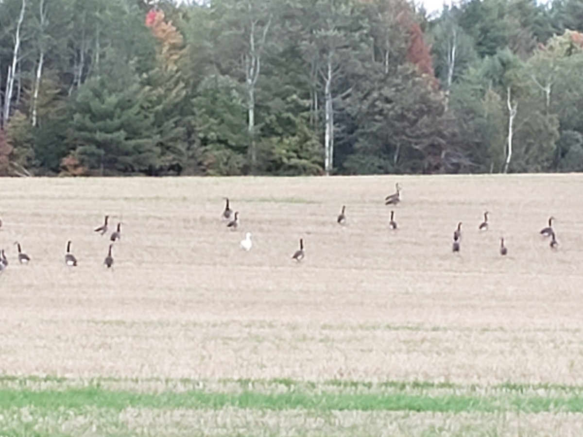 Snow Goose - ML265202071