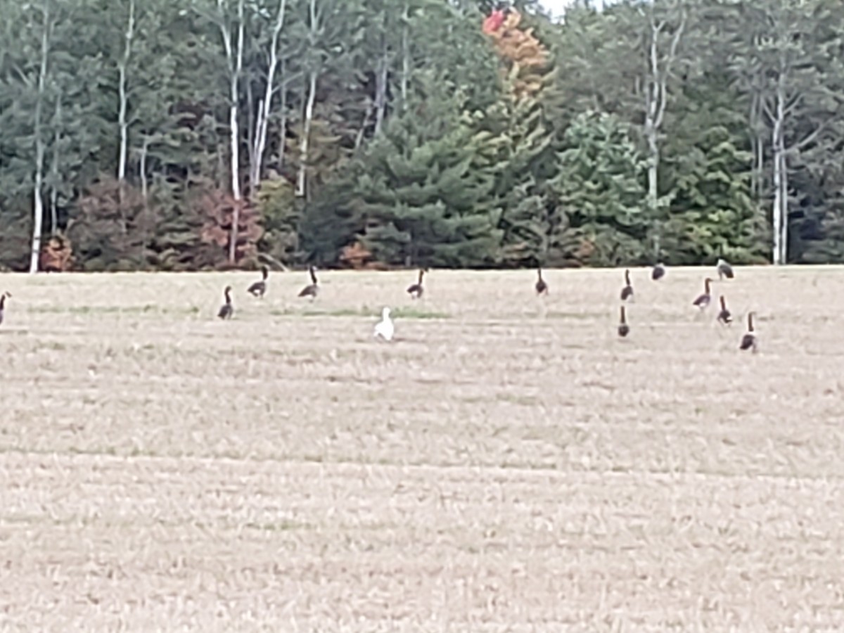 Snow Goose - ML265202081