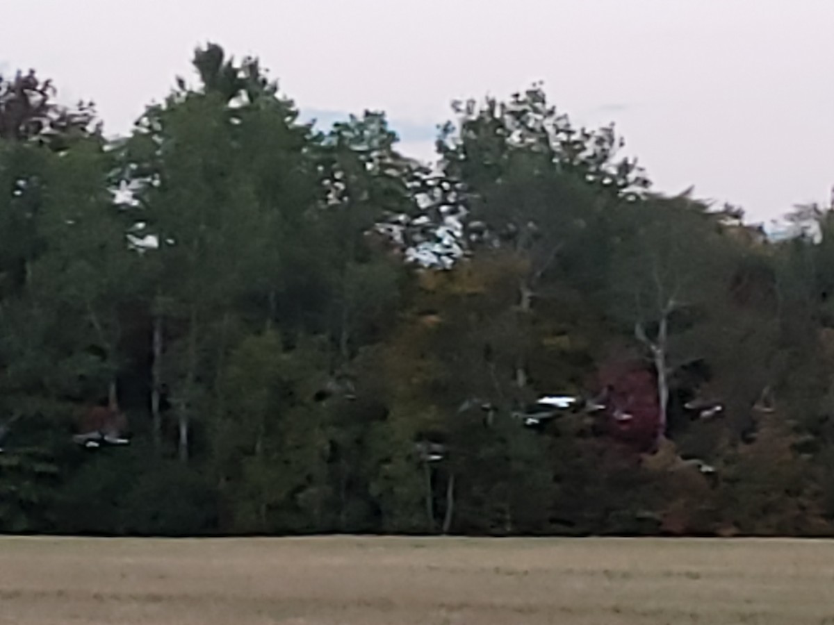 Snow Goose - ML265202111