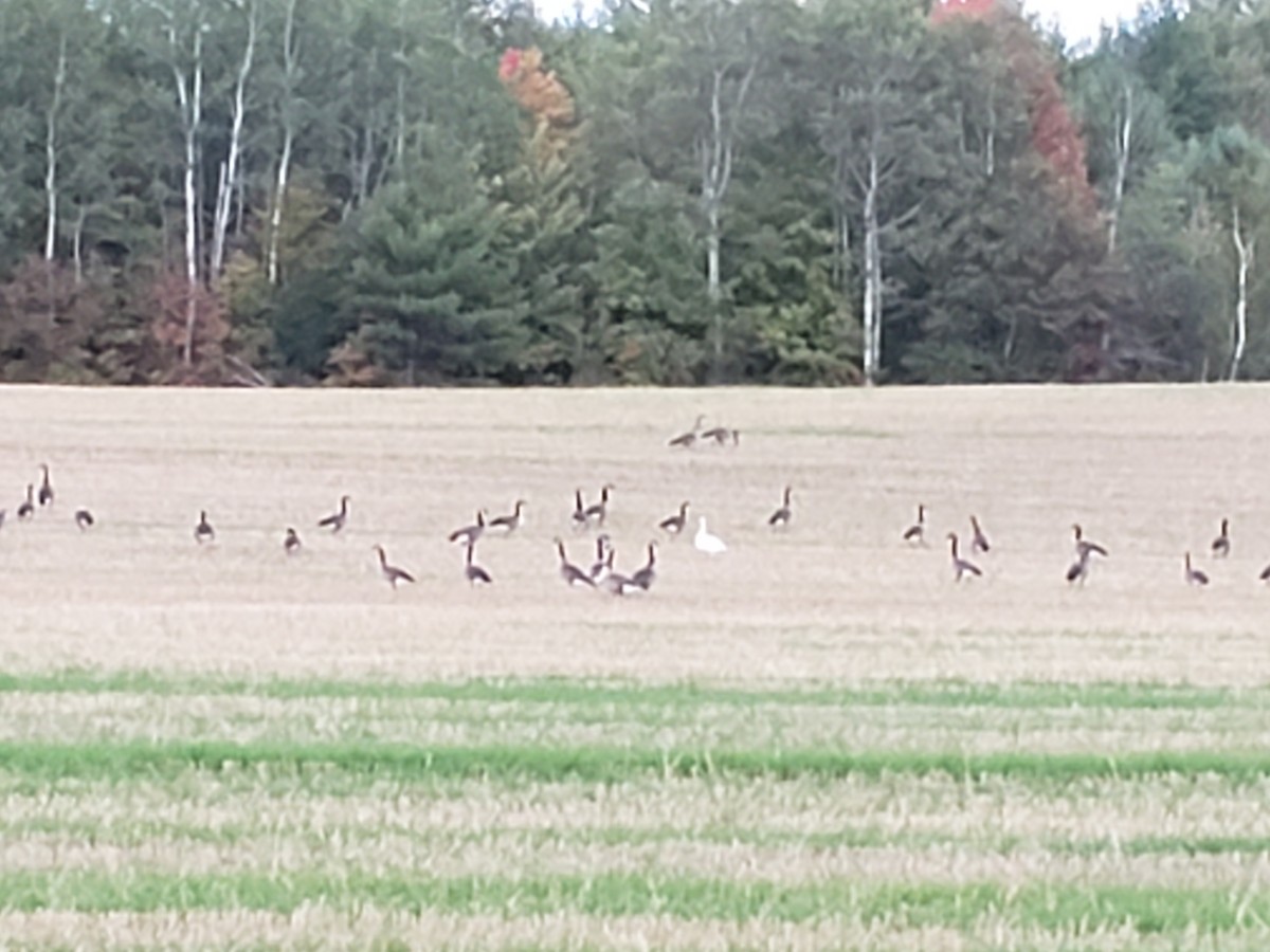 Snow Goose - ML265202131