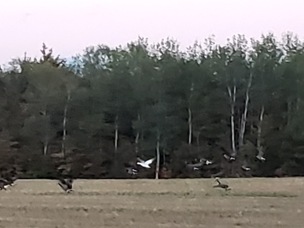 Snow Goose - ML265202141