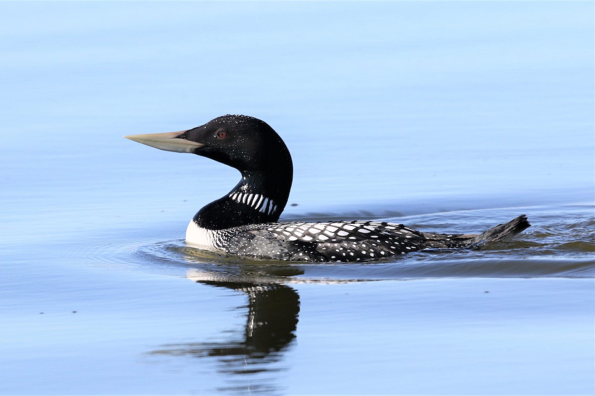 Yellow-billed Loon - ML265203411