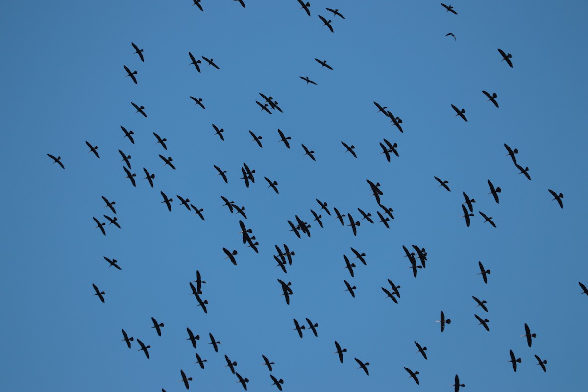 Anhinga - ML265203501