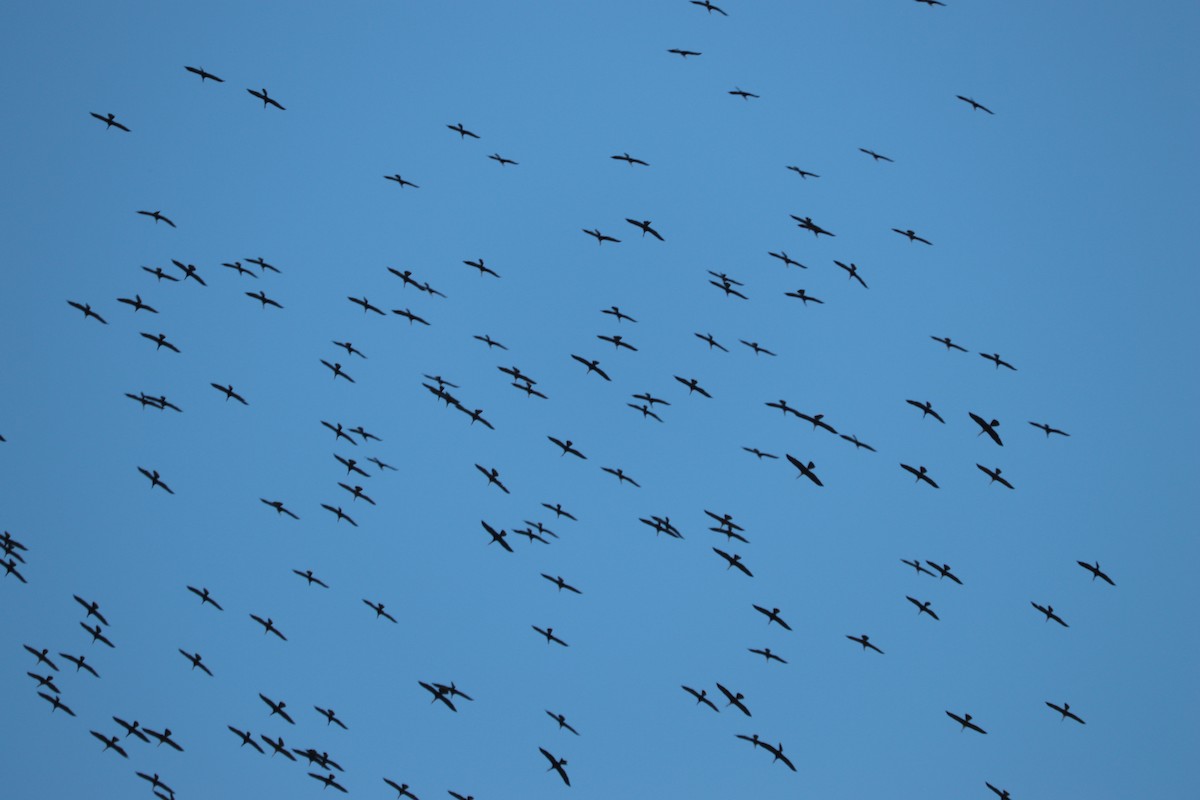 Anhinga - ML265203561