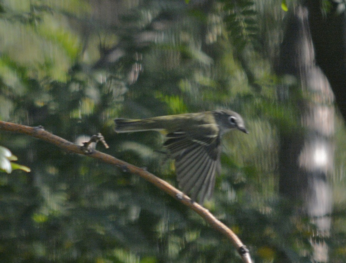 Cassin's Vireo - ML265203631