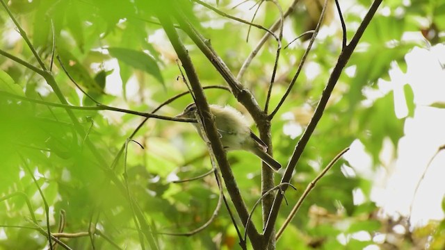 Vireo Coronipardo - ML265204901