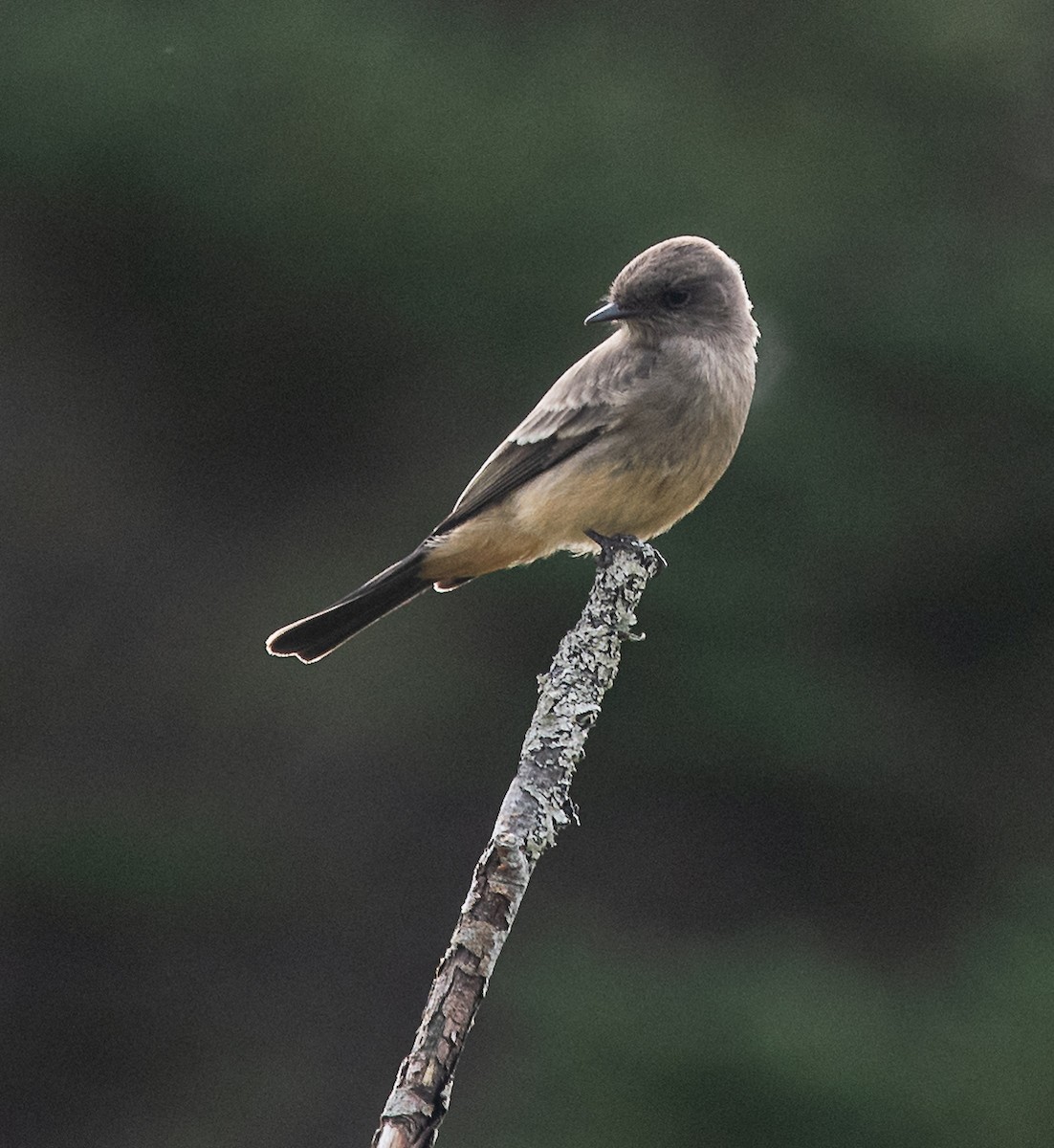 Say's Phoebe - Phil Taylor