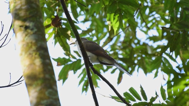 Yellow-billed Cuckoo - ML265205701