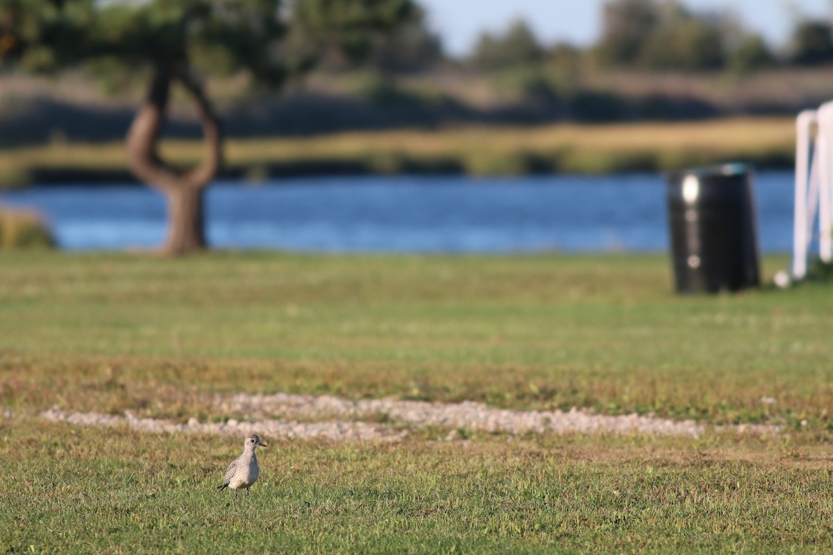 Black-bellied Plover - Brendan  Fogarty