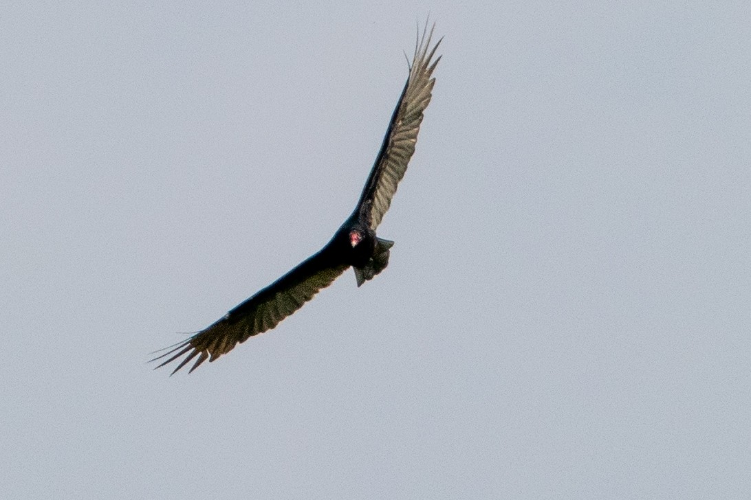 Turkey Vulture - ML265208211