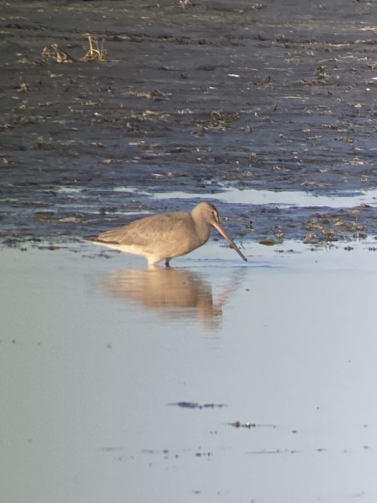 Hudsonian Godwit - ML265208281