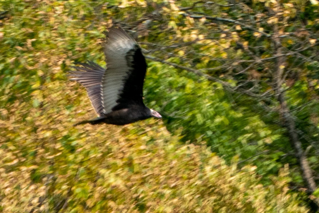 Turkey Vulture - ML265208291