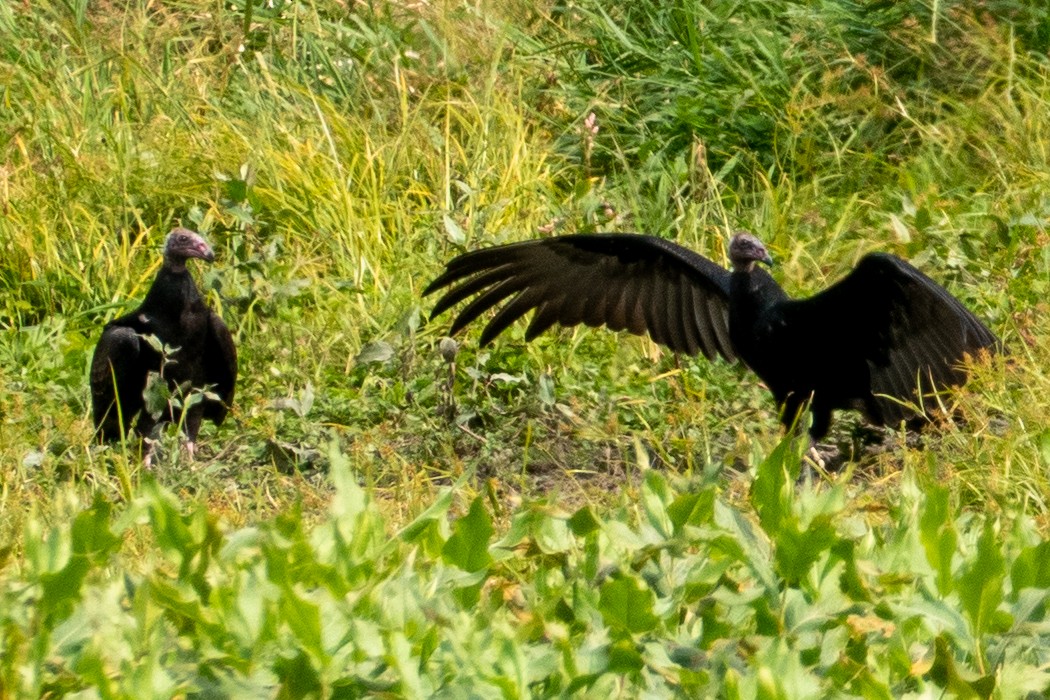 Turkey Vulture - ML265208321