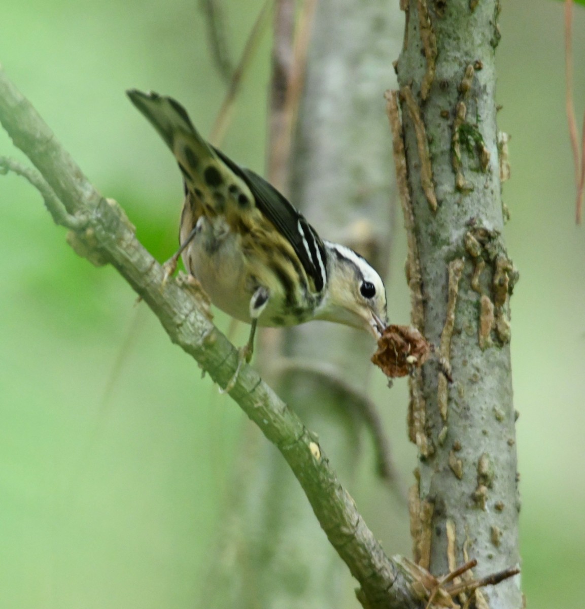 Black-and-white Warbler - ML265208331