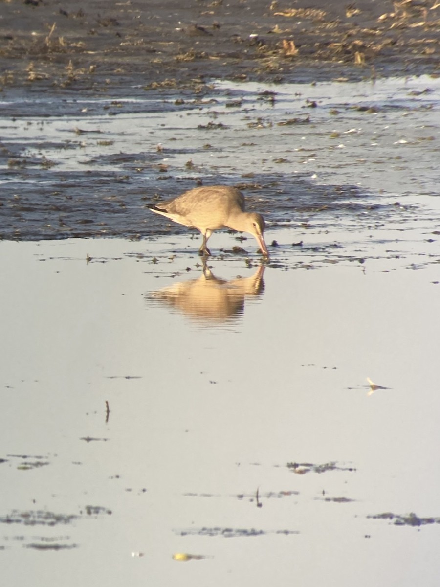 Hudsonian Godwit - ML265208381