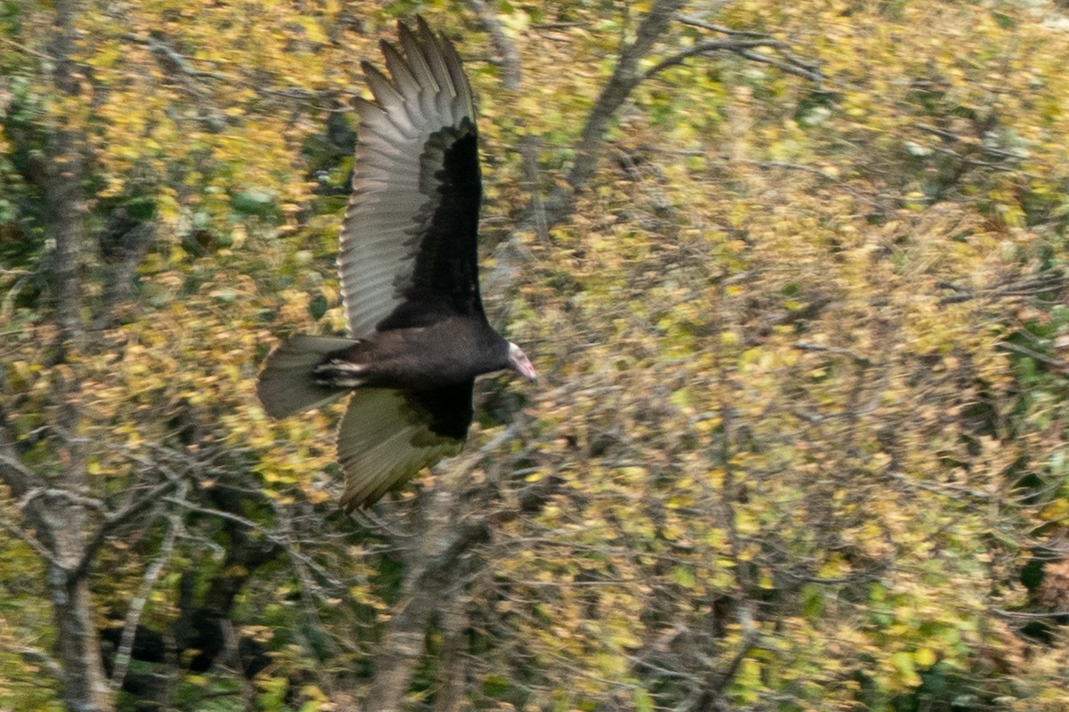 Turkey Vulture - ML265208401