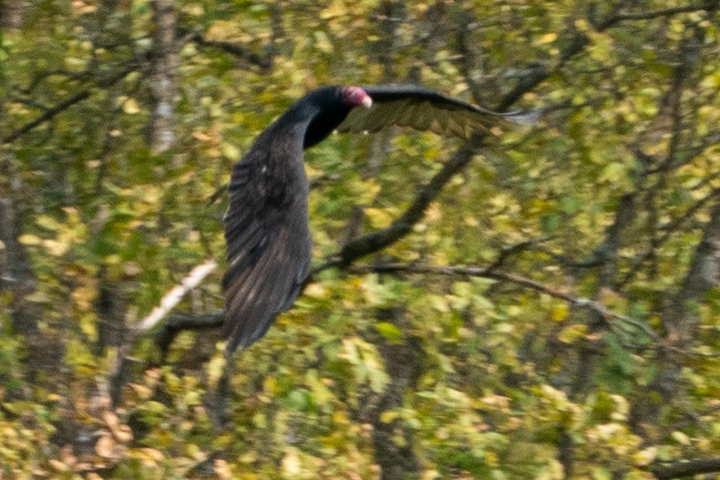 Urubu à tête rouge - ML265208461