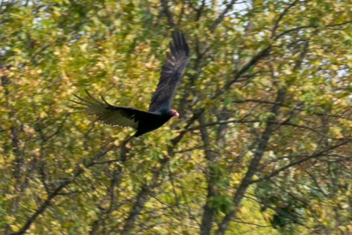 Turkey Vulture - ML265208501