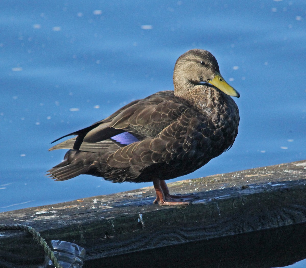 American Black Duck - ML26520851