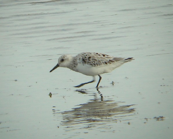 Bécasseau sanderling - ML265208771