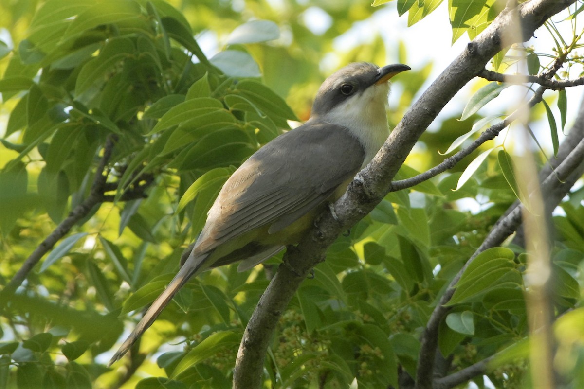 Mangrove Cuckoo - ML26520941