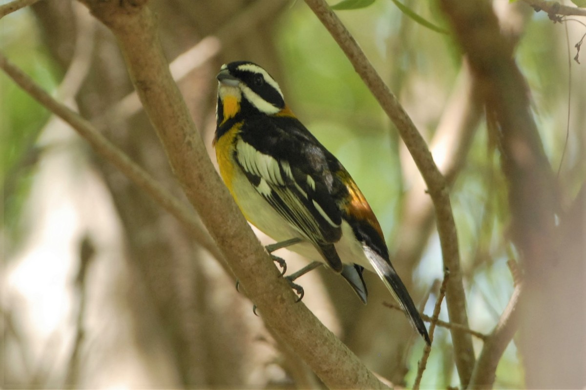 Western Spindalis (Bahamas Black-backed) - ML26521011