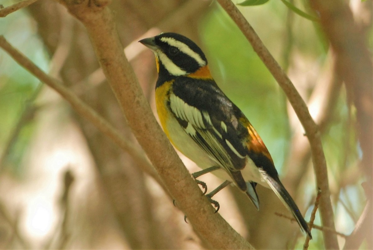 Western Spindalis (Bahamas Black-backed) - ML26521021