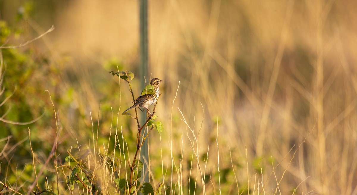 Song Sparrow - ML265210681