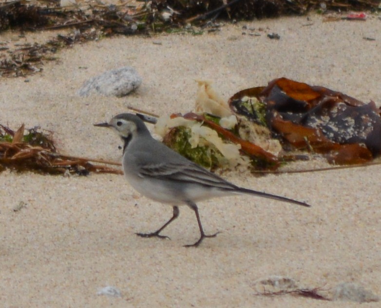 White Wagtail - Jorge Leitão