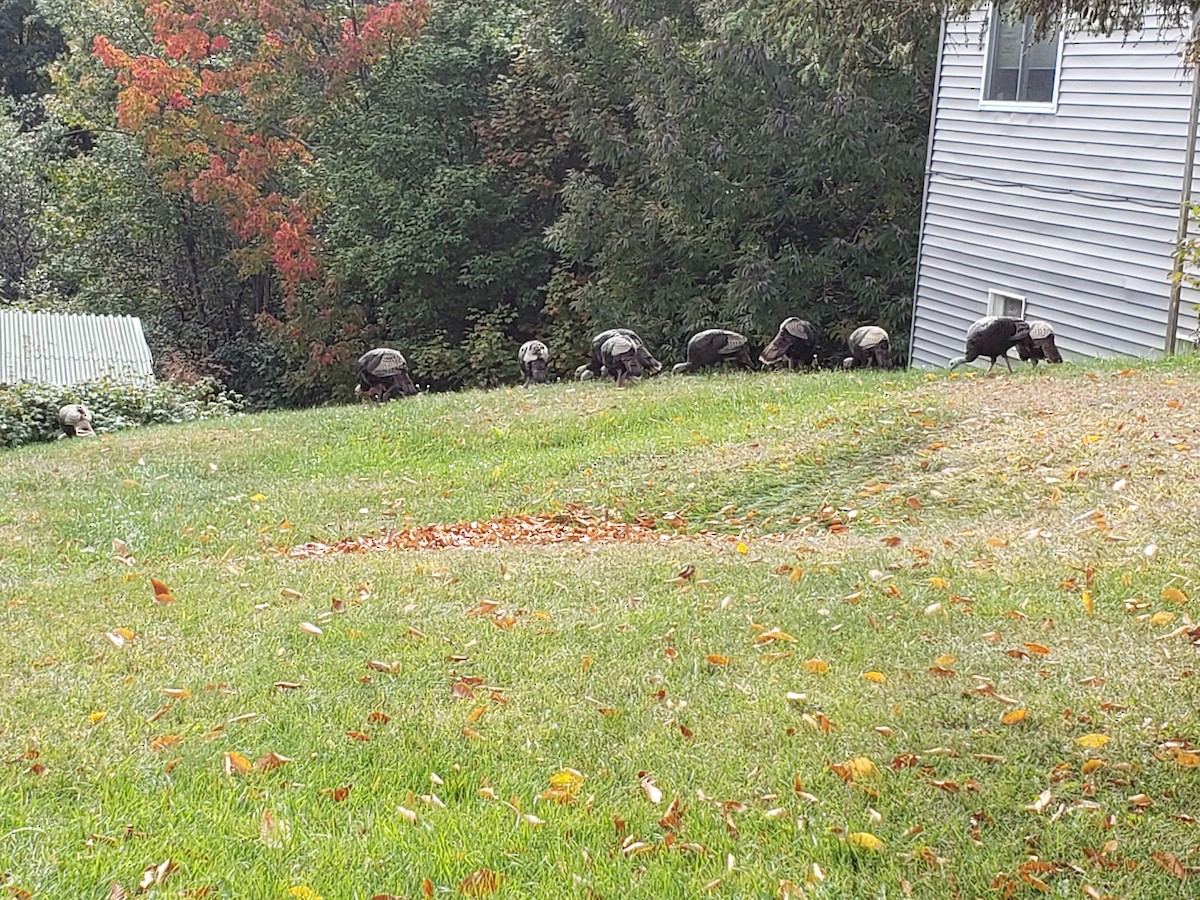 Wild Turkey - ML265212091