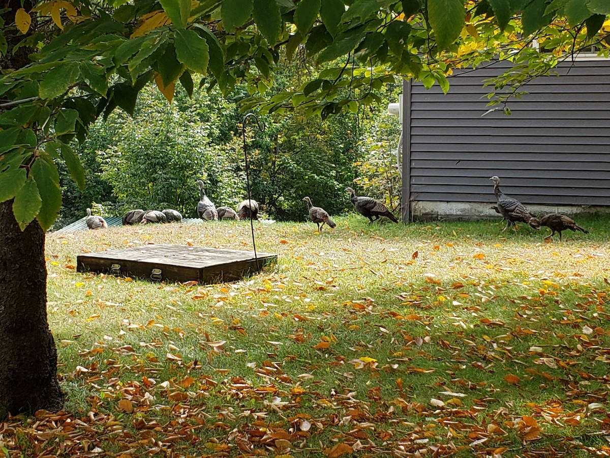 Wild Turkey - ML265212111