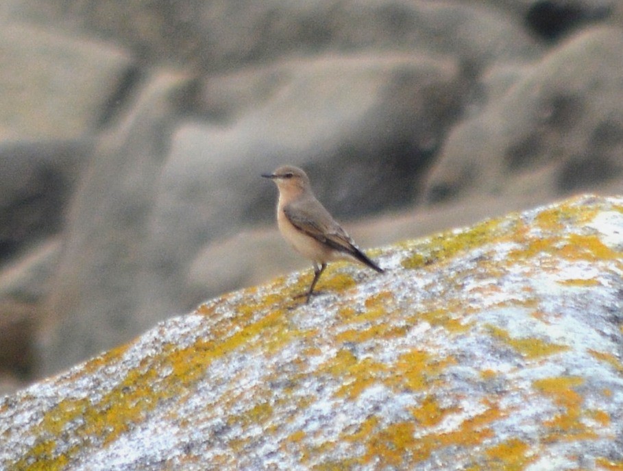 Northern Wheatear - Jorge Leitão