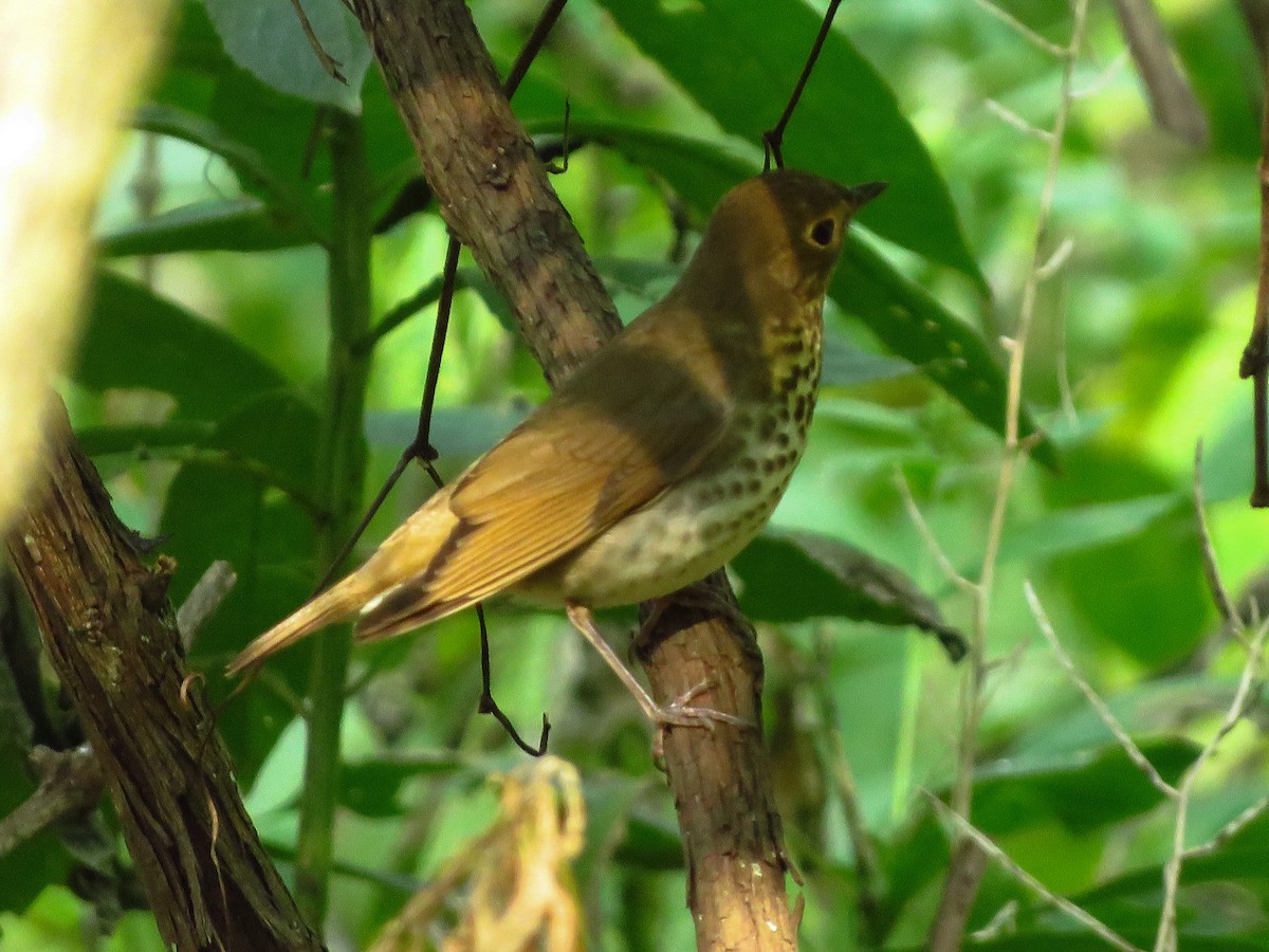 Swainson's Thrush (Olive-backed) - Anonymous