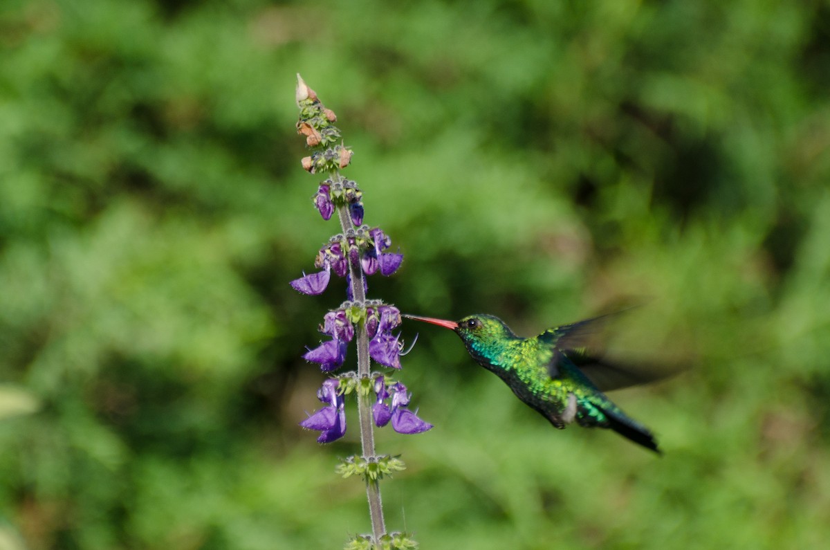 Glittering-bellied Emerald - ML265212631