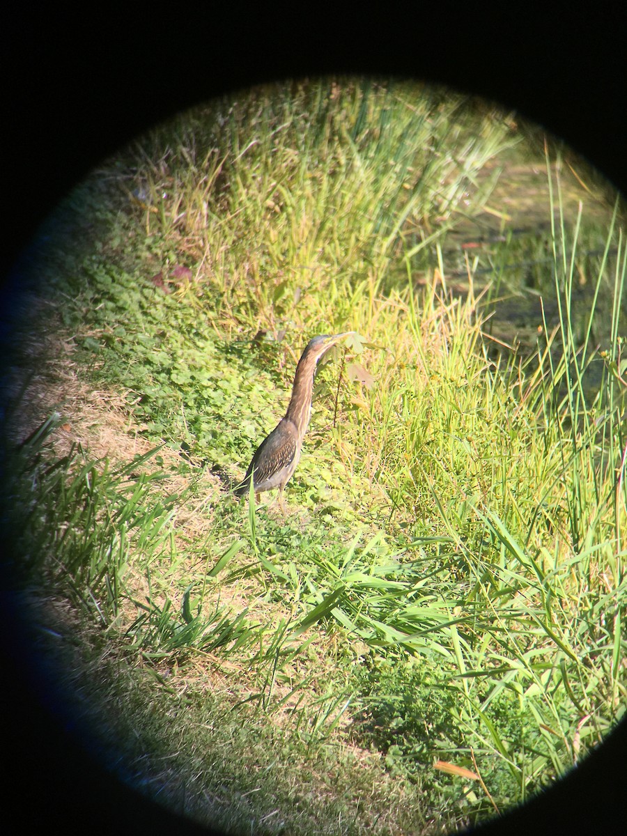 Green Heron - ML265213021