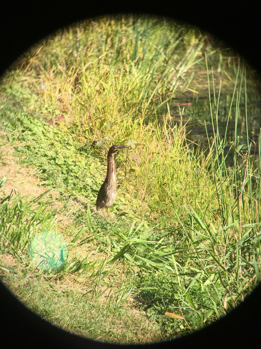 Green Heron - ML265213071