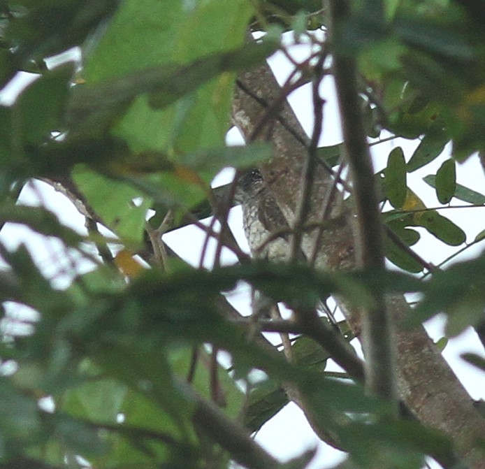 Arrowhead Piculet - Paul Lenrumé