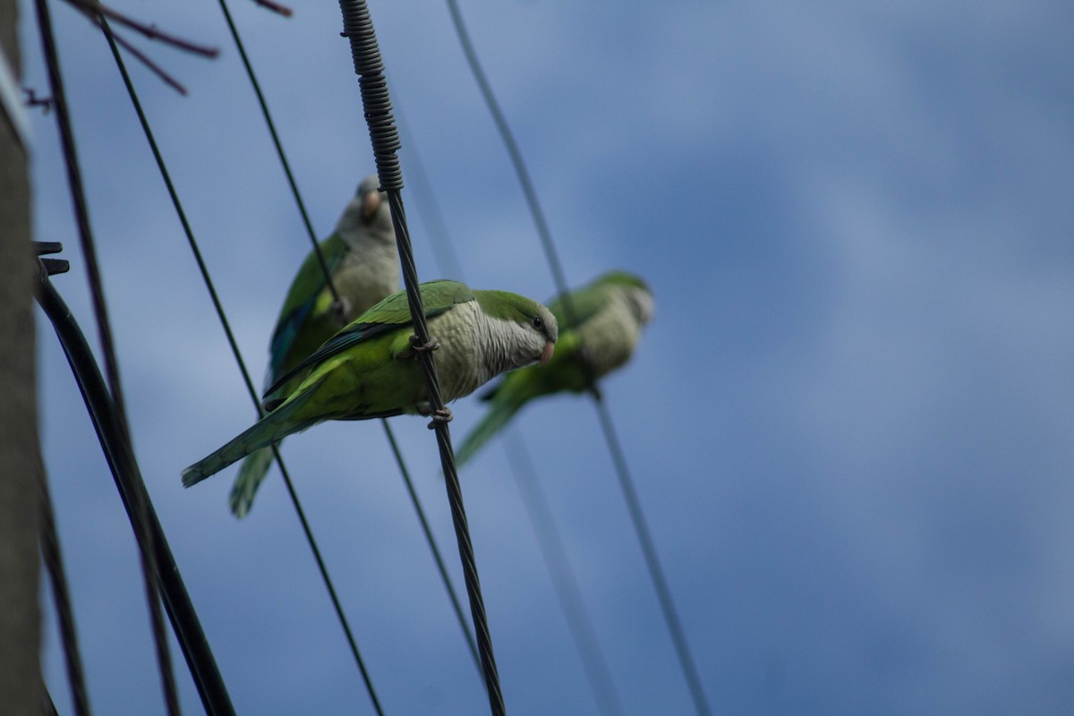 Monk Parakeet - moises huentecura