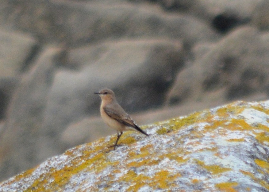 Northern Wheatear - ML265213541