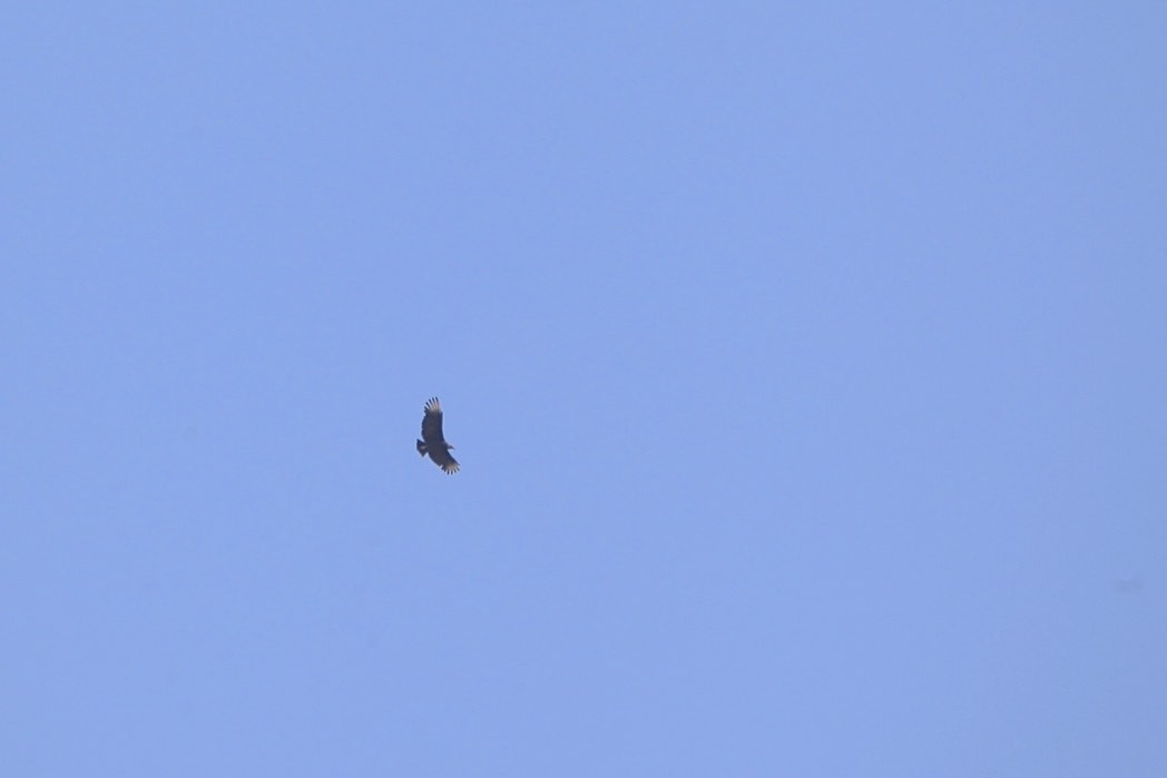 Black Vulture - ML265214831