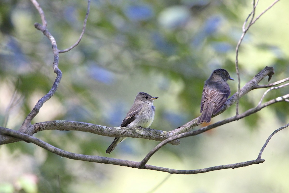 Eastern Wood-Pewee - ML265215581