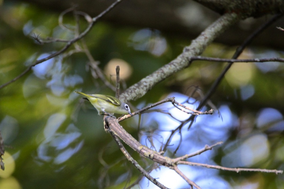 Vireo Solitario - ML265216001