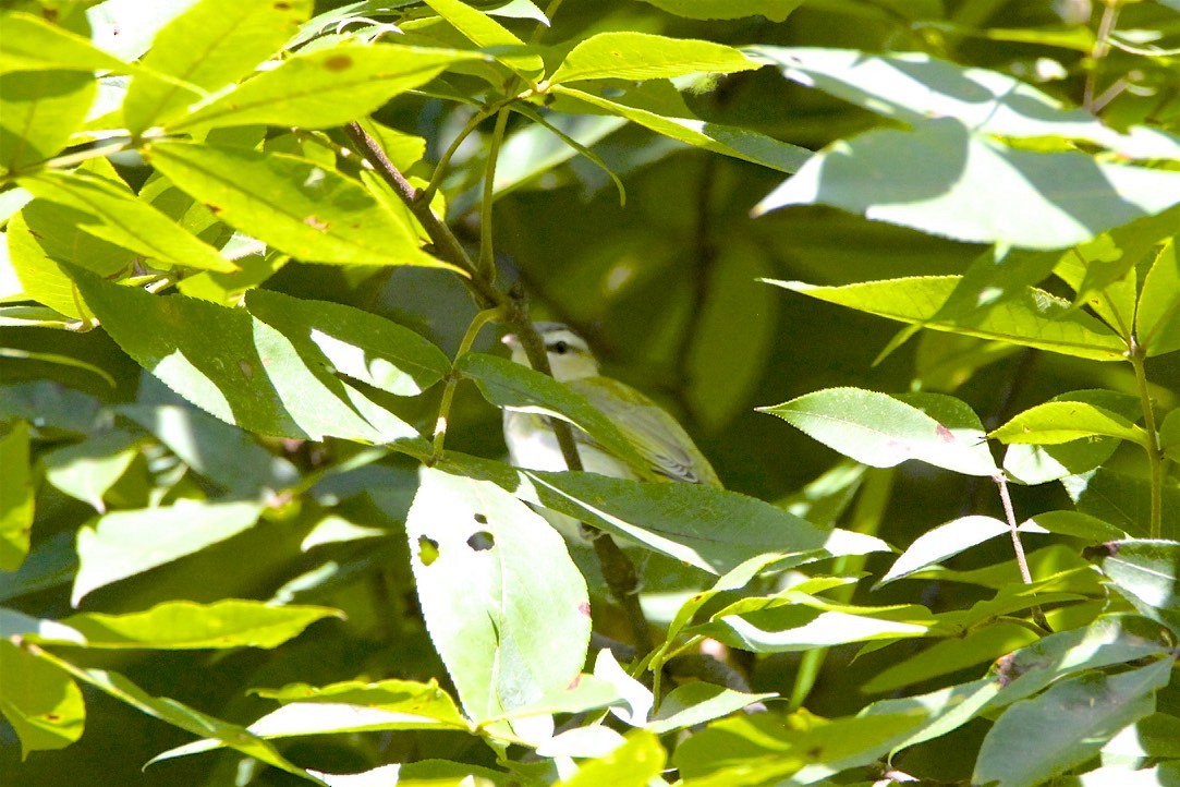 Viréo aux yeux rouges - ML265216211