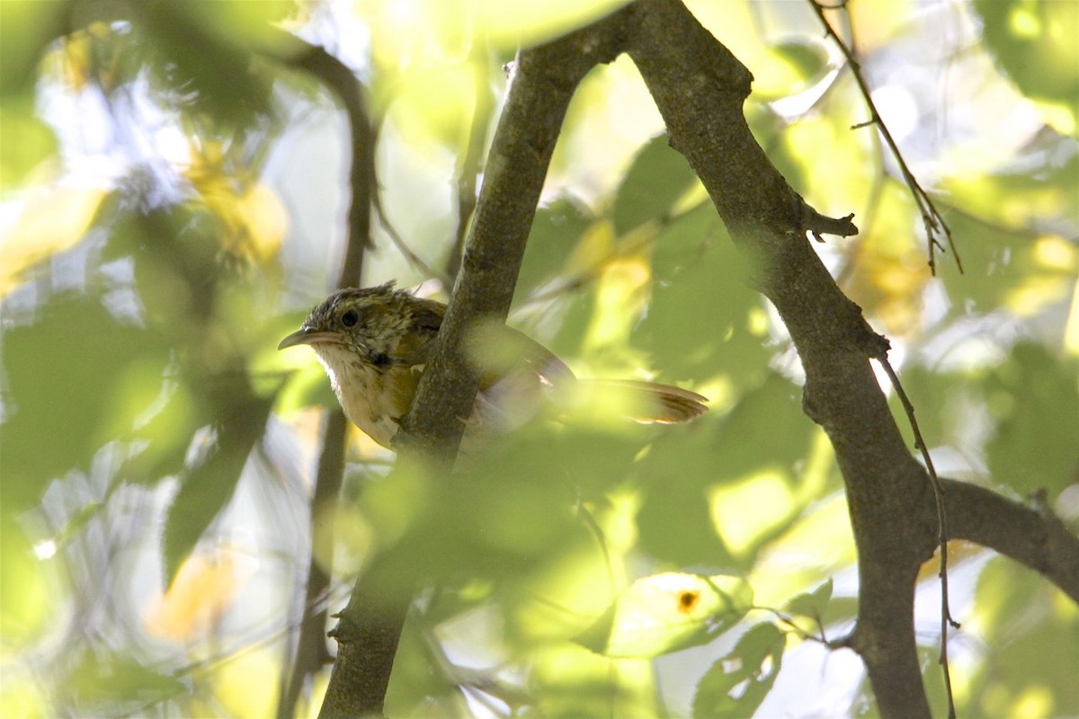 Carolina Wren - ML265216311