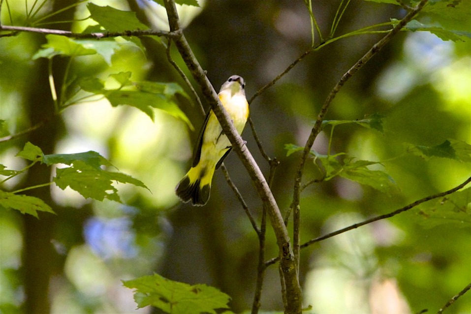 American Redstart - Vickie Baily