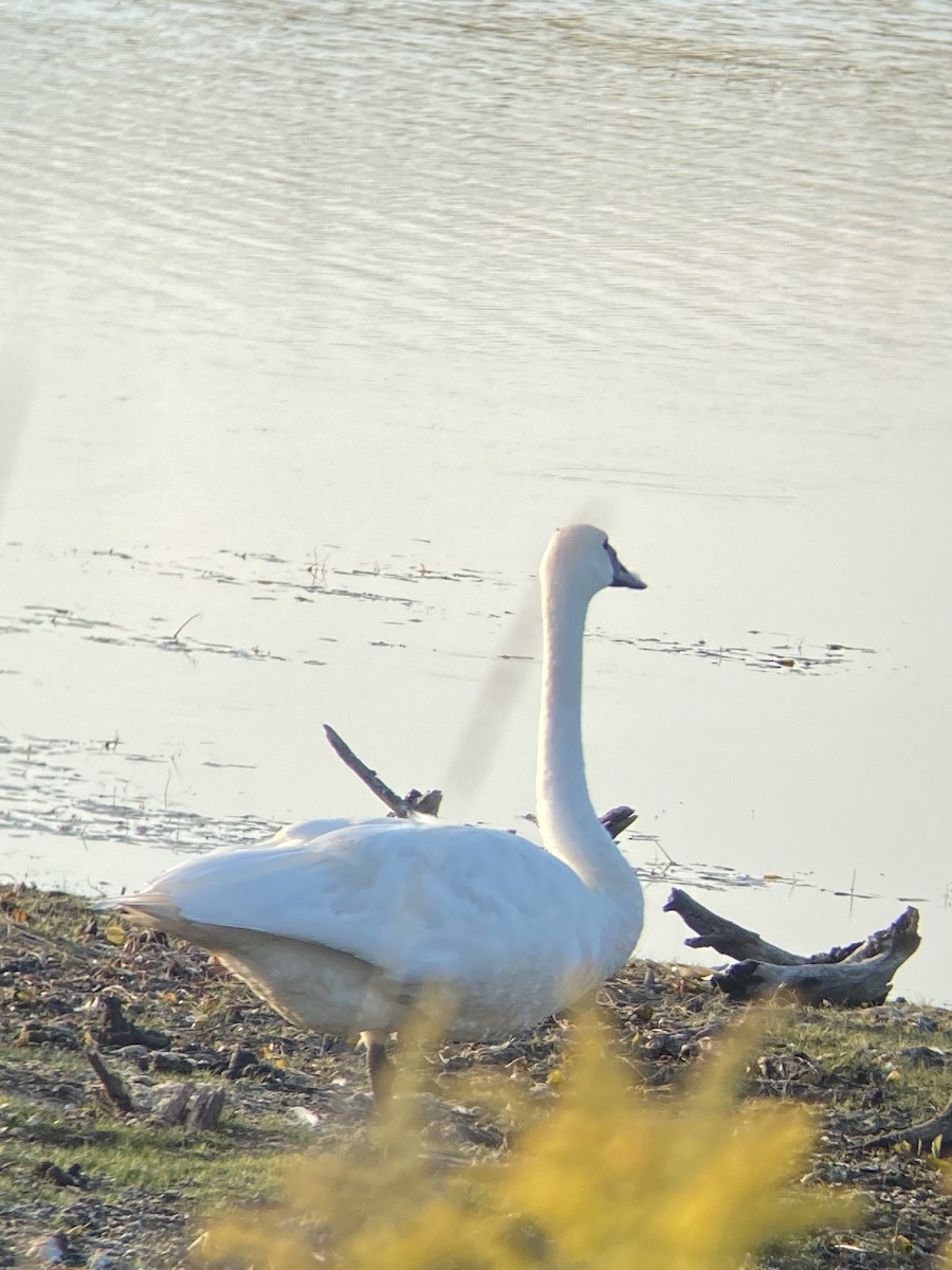 Trumpeter Swan - ML265217571