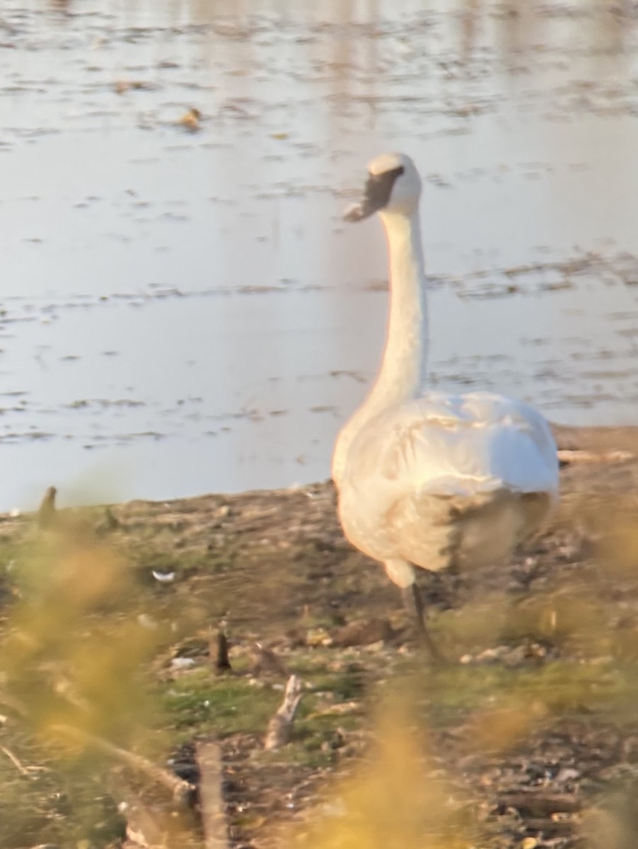 Trumpeter Swan - ML265217581