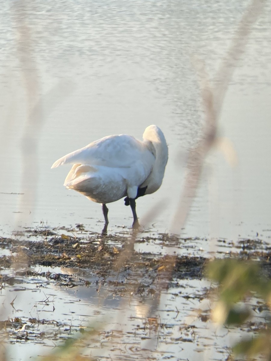 Trumpeter Swan - ML265217591