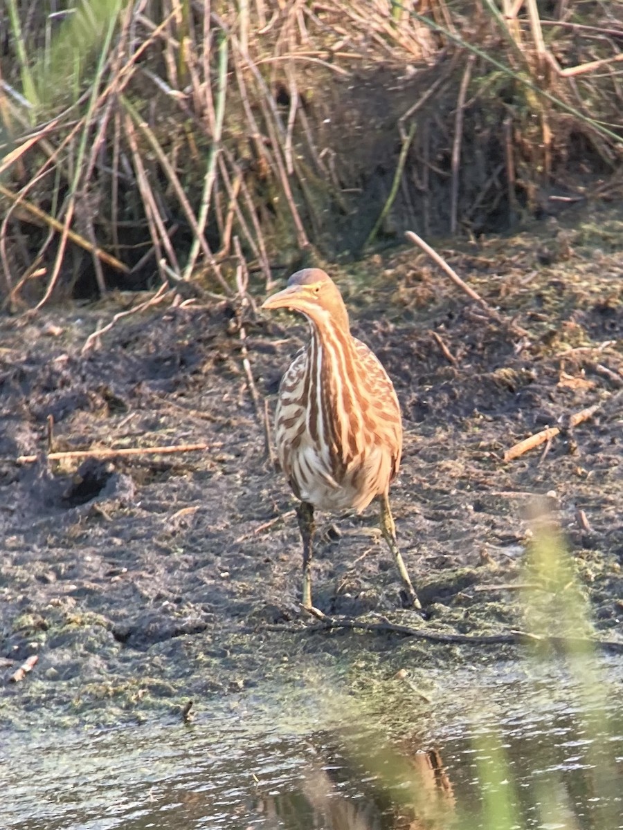American Bittern - ML265217811