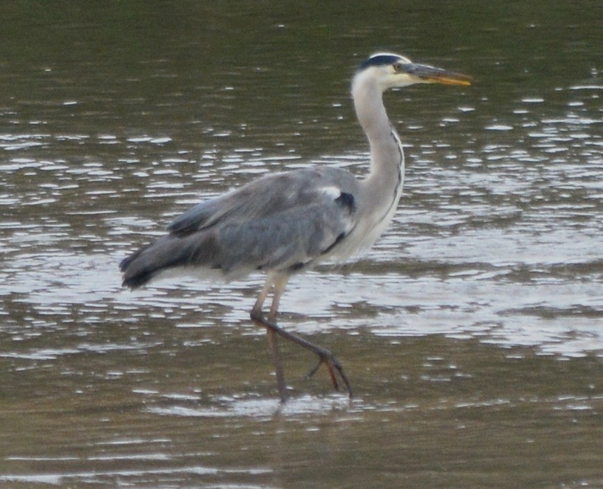 Gray Heron - ML265218061